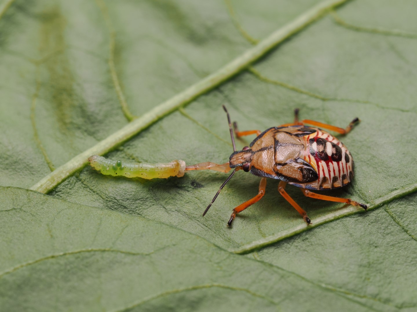 Podisus maculiventris nymph
